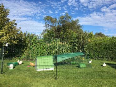 Jeder braucht geflügel in seinem garten!