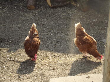 Federn und Rusty