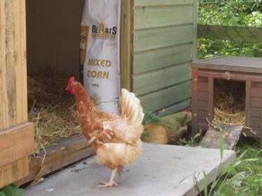 One of our ex batts enjoying exploring