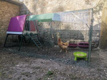 Omlet sell all you need to keep happy hens!