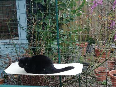 Provides outposts for your cat