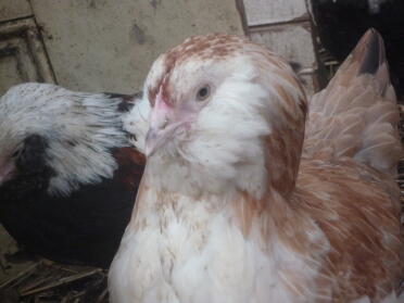 Faverolle Pullet
