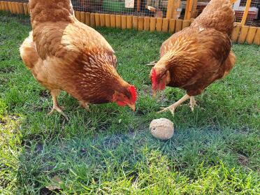 Happy chicks