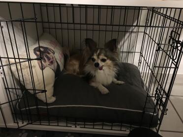 Chicos neues Zuhause