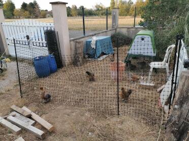 Making an area in your garden to keep chickens.