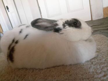 Doesn't this Flemish rabbit have a lovely coat!