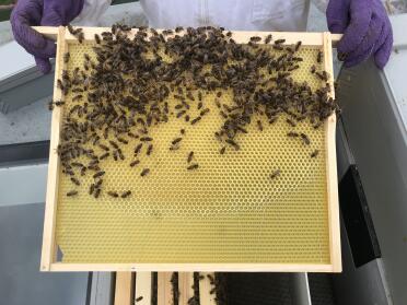 Brood frame assembled with wax foundation 