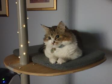 Cats enjoy the multiple points of views they have from their tree