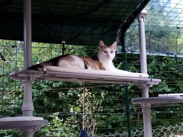 Bridge with good size and comfortable cushion