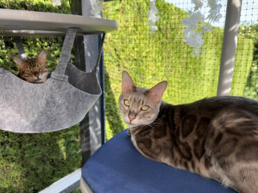 Bengalerne holder øje 