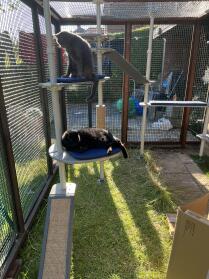 Create a playground for your cats!