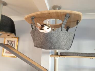 Cats love spending time in the hammock