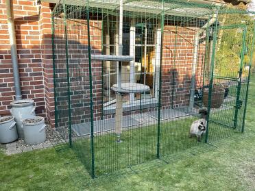 Provide some fun for your cats