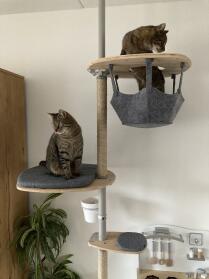 Providing endless fun for multi-cats households