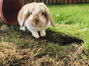 French Lop Bunnies are such adorable pets!