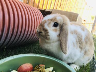 Dinner time for our rabbit.