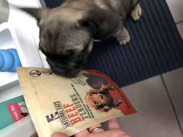 Dog investigating treat bag