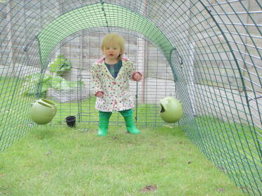 baby chick