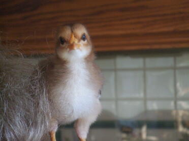 Baby-kellog