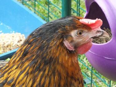 Eggwina Curry