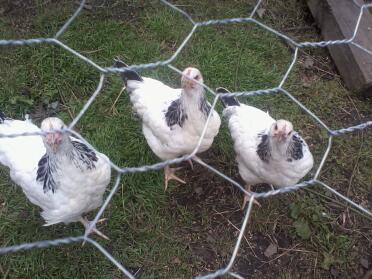 hens or cocks....help