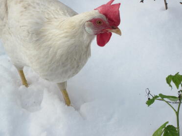 Inge's first snow