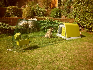 Just finished building the coop - with help from Daisy Dog!!!