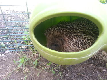 Look what we found in our eglu!