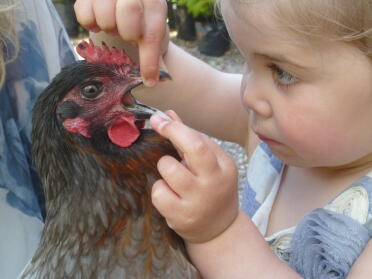 Looking for hens teeth