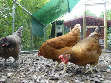 New run and hens after disaster !