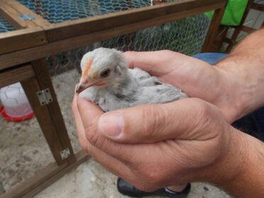 Unser lavendelfarbener pekin, der sich als känguru entpuppte und zurückgegeben werden musste 