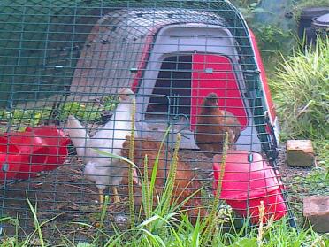 Our two new ladies Polaris & Calamity have finally been accepted into their new home by our old bird Daisey