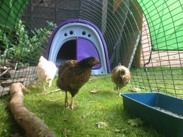 Settling in to their new home