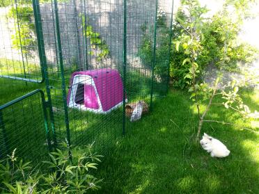 Happy rabbits with their new safe sleeping place
