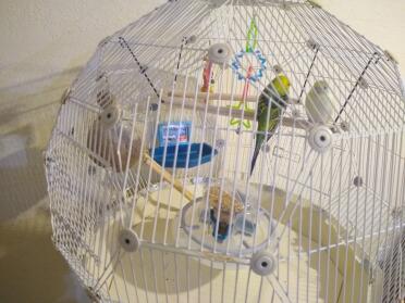 Best cage ever! Lemon and Rebecca love it!!