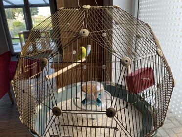 GorGeous home for your birds in the Omlet Geo bird cage