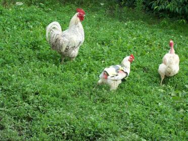 Protect your chicken