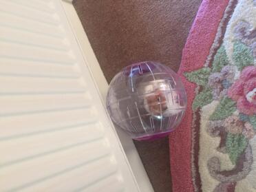 Dandy liebt seinen ball
