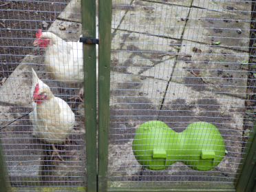 Neue vögel in der gegend, die die fremden überprüfen....