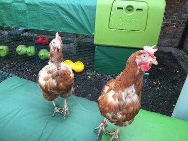 Gobuongiorno da olive & pumpkin!