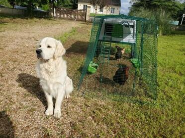 All the animals love the Eglu coop