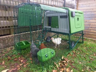 Feeder and drinker are provided in the purchase of a coop