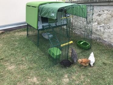 Chickens make brilliant pets
