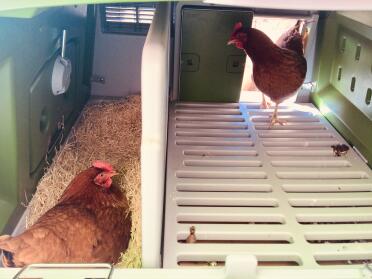 Oh look - my chicken is laying an egg!