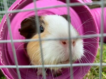 My lovely cappuccino is very inquisitive and loves to explore - the tunnel keeps her occupied ???? 