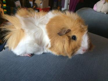Guinea pigs are adorable