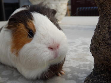 Doesn't this guinea pig have a lovely coat.