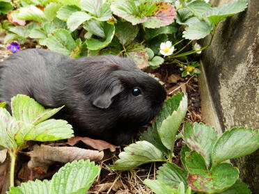 What a pretty little guinea pig!