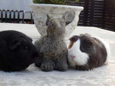 Guinea pigs are such friendly pets!
