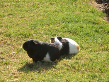 Guinea pigs are so cute